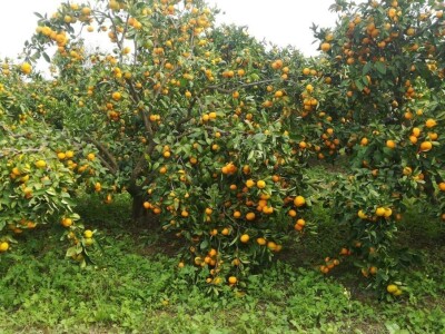 Neobrane mandarine...