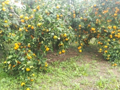 Neobrane mandarine...