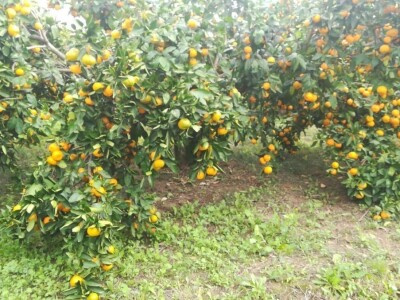 Neobrane mandarine...