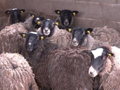 Neočekivana prinova