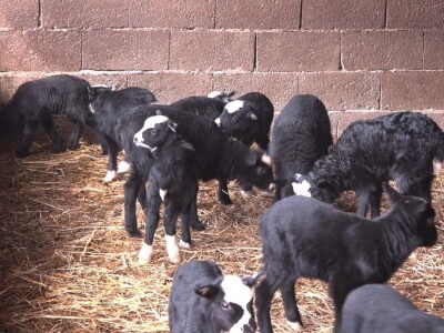 Neočekivana prinova