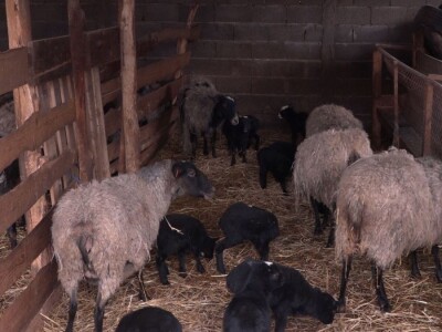 Neočekivana prinova