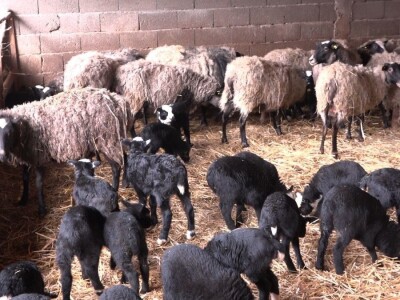 Neočekivana prinova