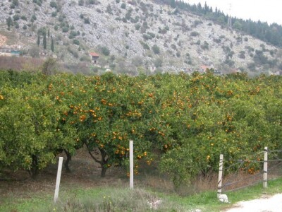 Nasadi neretvanskih mandarina