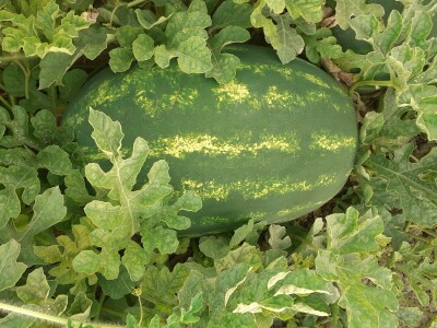 Neretvanske lubenice