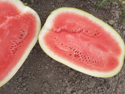 Neretvanske lubenice