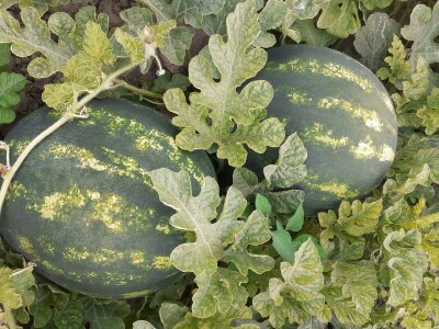 Neretvanske lubenice