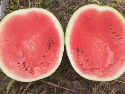 Neretvanske lubenice