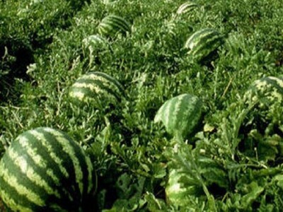 Neretvanske lubenice Neretvanske lubenice