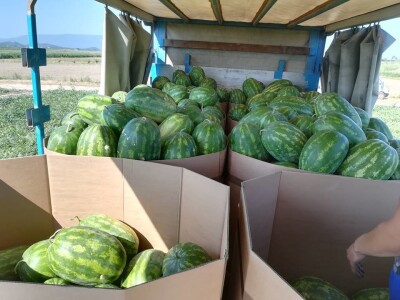 Neretvanske lubenice