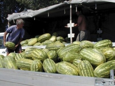 Neretvanske lubenice uzgojene u plasteniku