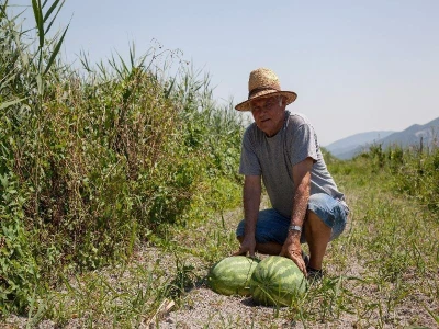 Neretvanske lubenice - velike, lijepe, sočne s više šećera...