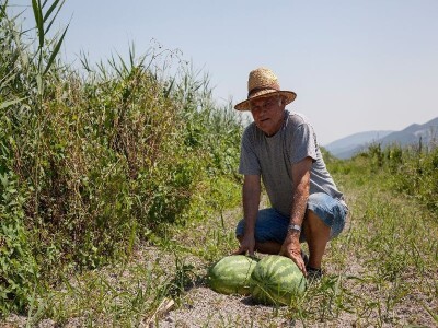 Neretvanske lubenice - velike, lijepe, sočne s više šećera...