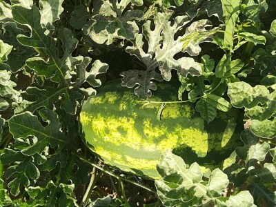 Neretvanske lubenice