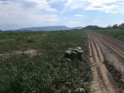 Neretvanske lubenice