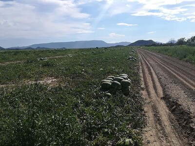 Neretvanske lubenice