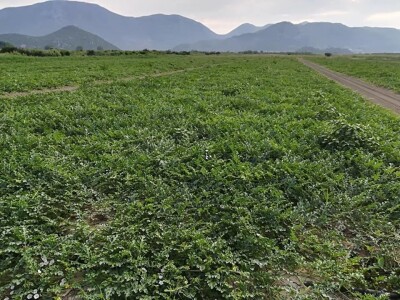 Neretvanske lubenice