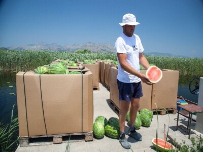 Ubrane neretvanske lubenice izvlače splavi u srpnju 2016.