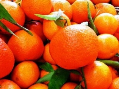 Tek ubrane mandarine u dolini Neretve - kvalitetne, svježe, sočne, slatke, zdrave