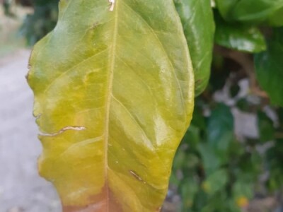 Neretvanske mandarine