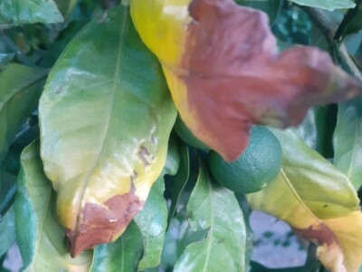 Neretvanske mandarine