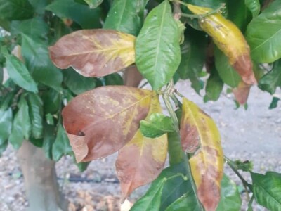 Neretvanske mandarine