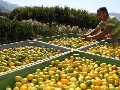 Neretvanske mandarine čekaju na otkup