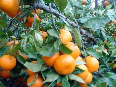 Neretvanske mandarine na stablu izbliza