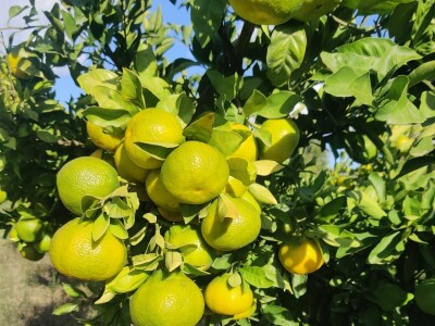 Neretvansko zlato - mandarine na OPG-u Josipa Jelavića Neretvansko zlato - mandarine na OPG-u Josipa Jelavića