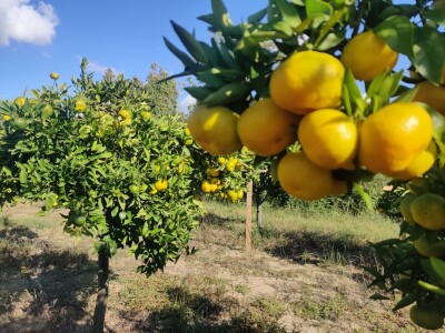 Neretvansko zlato - mandarine na OPG-u Josipa Jelavića Neretvansko zlato - mandarine na OPG-u Josipa Jelavića