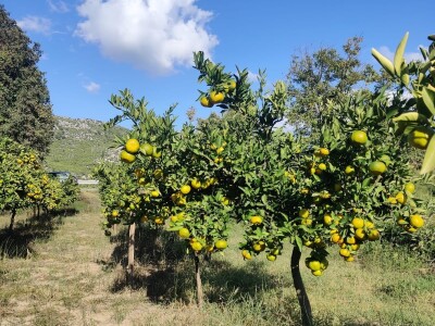 Neretvansko zlato - mandarine na OPG-u Josipa Jelavića Neretvansko zlato - mandarine na OPG-u Josipa Jelavića