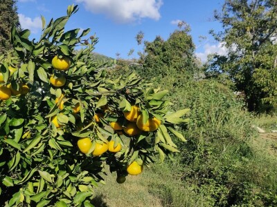 Neretvansko zlato - mandarine na OPG-u Josipa Jelavića Neretvansko zlato - mandarine na OPG-u Josipa Jelavića