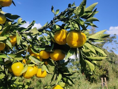 Neretvansko zlato - mandarine na OPG-u Josipa Jelavića Neretvansko zlato - mandarine na OPG-u Josipa Jelavića