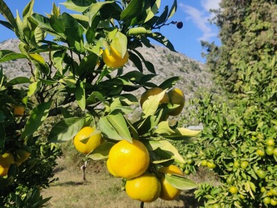 Neretvansko zlato - mandarine na OPG-u Josipa Jelavića Neretvansko zlato - mandarine na OPG-u Josipa Jelavića