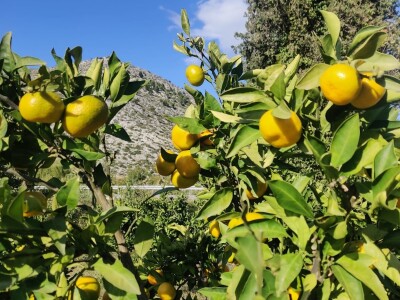 Neretvansko zlato - mandarine na OPG-u Josipa Jelavića Neretvansko zlato - mandarine na OPG-u Josipa Jelavića