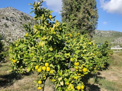 Neretvansko zlato - mandarine na OPG-u Josipa Jelavića Neretvansko zlato - mandarine na OPG-u Josipa Jelavića