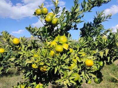 Neretvansko zlato - mandarine na OPG-u Josipa Jelavića Neretvansko zlato - mandarine na OPG-u Josipa Jelavića