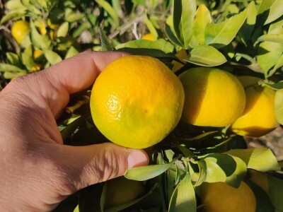 Neretvansko zlato - mandarine na OPG-u Josipa Jelavića Neretvansko zlato - mandarine na OPG-u Josipa Jelavića