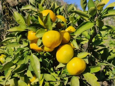 Neretvansko zlato - mandarine na OPG-u Josipa Jelavića Neretvansko zlato - mandarine na OPG-u Josipa Jelavića