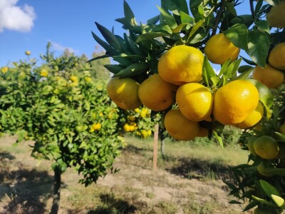Neretvansko zlato - mandarine na OPG-u Josipa Jelavića Neretvansko zlato - mandarine na OPG-u Josipa Jelavića