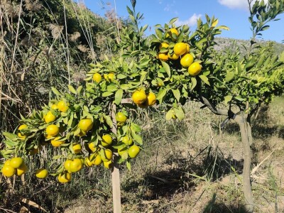 Neretvansko zlato - mandarine na OPG-u Josipa Jelavića Neretvansko zlato - mandarine na OPG-u Josipa Jelavića