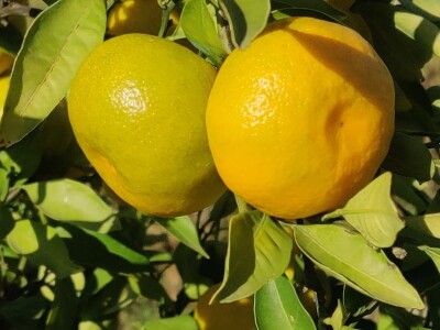 Neretvansko zlato - mandarine na OPG-u Josipa Jelavića Neretvansko zlato - mandarine na OPG-u Josipa Jelavića