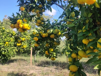 Neretvansko zlato - mandarine na OPG-u Josipa Jelavića Neretvansko zlato - mandarine na OPG-u Josipa Jelavića