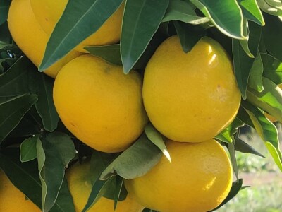 Neretvansko zlato - mandarine na OPG-u Josipa Jelavića Neretvansko zlato - mandarine na OPG-u Josipa Jelavića