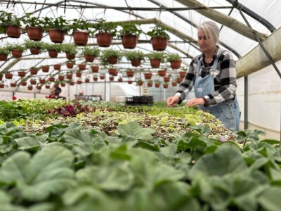 Nestaju li balkoni puni cvijeća? Nestaju li balkoni puni cvijeća?