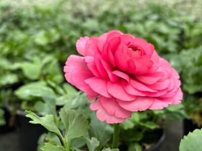 Nestaju li balkoni puni cvijeća? Nestaju li balkoni puni cvijeća?