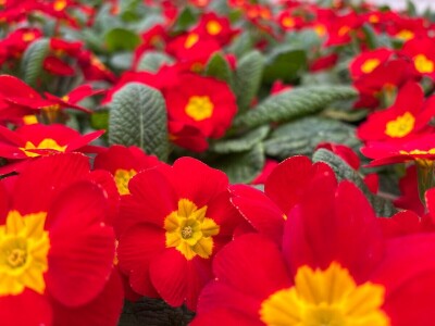 Nestaju li balkoni puni cvijeća? Nestaju li balkoni puni cvijeća?