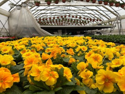 Nestaju li balkoni puni cvijeća? Nestaju li balkoni puni cvijeća?