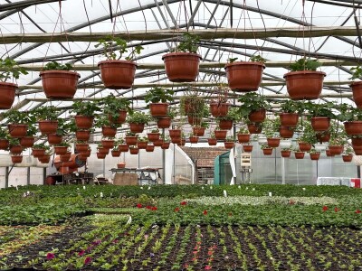 Nestaju li balkoni puni cvijeća? Nestaju li balkoni puni cvijeća?