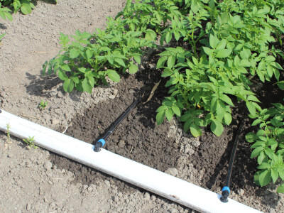 Netafim navodnjavanje na gospodarstvu Drožđek